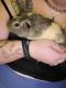 Abyssinian Guinea Pig Rodents for sale in Gainesville, FL, USA. price: $60