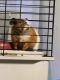 Abyssinian Guinea Pig Rodents for sale in Brooklyn, NY, USA. price: $25