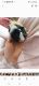 Abyssinian Guinea Pig Rodents for sale in Aurora, CO 80017, USA. price: $50