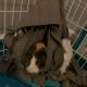 Abyssinian Guinea Pig Rodents for sale in Virginia Beach, VA, USA. price: NA