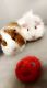 Abyssinian Guinea Pig Rodents for sale in Somerset, KY, USA. price: NA