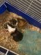Abyssinian Guinea Pig Rodents for sale in Battle Creek, MI, USA. price: $50