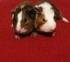 Abyssinian Guinea Pig Rodents for sale in Laurel, DE 19956, USA. price: NA