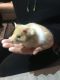 Abyssinian Guinea Pig Rodents for sale in Hesperia, CA, USA. price: $20