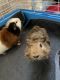 Abyssinian Guinea Pig Rodents for sale in Dover, PA 17315, USA. price: $30