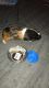 Abyssinian Guinea Pig Rodents for sale in Salisbury, MD 21801, USA. price: $50