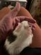 Abyssinian Guinea Pig Rodents for sale in Sparks, NV, USA. price: NA