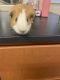 Abyssinian Guinea Pig Rodents for sale in Flagstaff, AZ, USA. price: NA