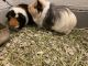Abyssinian Guinea Pig Rodents for sale in Henderson, NV, USA. price: NA