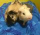 Abyssinian Guinea Pig Rodents for sale in 6309 Bay Pkwy, Brooklyn, NY 11204, USA. price: $20