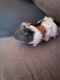 Abyssinian Guinea Pig Rodents for sale in Donora, PA 15033, USA. price: $50