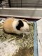 Abyssinian Guinea Pig Rodents for sale in Laguna Beach, CA 92653, USA. price: NA