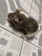 Abyssinian Guinea Pig Rodents for sale in 13943 SW 84th St, Miami, FL 33183, USA. price: NA