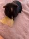 Abyssinian Guinea Pig Rodents for sale in Huron, OH 44839, USA. price: NA