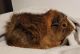 Abyssinian Guinea Pig Rodents for sale in Edmeston, NY 13335, USA. price: $50