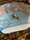 Abyssinian Guinea Pig Rodents for sale in Kokomo, IN 46901, USA. price: NA