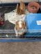 Abyssinian Guinea Pig Rodents for sale in Las Vegas, NV, USA. price: NA