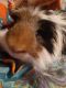 Abyssinian Guinea Pig Rodents for sale in New Brighton, PA 15066, USA. price: $50
