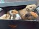 Abyssinian Guinea Pig Rodents for sale in San Diego, CA, USA. price: $40