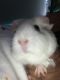 Abyssinian Guinea Pig Rodents for sale in Harrisburg, PA, USA. price: $60