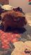 Abyssinian Guinea Pig Rodents for sale in Oroville, CA, USA. price: $30