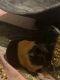 Abyssinian Guinea Pig Rodents for sale in Lithia, FL, USA. price: $30