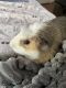 Abyssinian Guinea Pig Rodents for sale in Redlands, CA, USA. price: $35