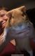 Abyssinian Guinea Pig Rodents for sale in La Mirada, CA, USA. price: $50
