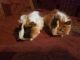 Abyssinian Guinea Pig Rodents for sale in Guthrie, OK, USA. price: $20