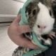Abyssinian Guinea Pig Rodents for sale in Omaha, NE, USA. price: NA