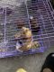 Abyssinian Guinea Pig Rodents for sale in 457 N Avers Ave, Chicago, IL 60624, USA. price: NA