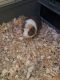 Abyssinian Guinea Pig Rodents for sale in Murray, UT, USA. price: $60