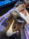 Abyssinian Guinea Pig Rodents for sale in Lancaster, PA, USA. price: $200