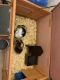 Abyssinian Guinea Pig Rodents for sale in Colorado Springs, CO, USA. price: $75