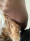 Abyssinian Guinea Pig Rodents for sale in Charlotte, NC 28216, USA. price: $60
