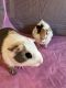 Abyssinian Guinea Pig Rodents for sale in Hamden, CT, USA. price: $50