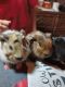 Abyssinian Guinea Pig Rodents for sale in Eufaula, OK 74432, USA. price: $30