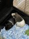 Abyssinian Guinea Pig Rodents for sale in Westlake Village, CA, USA. price: NA