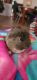 Abyssinian Guinea Pig Rodents for sale in San Diego, CA, USA. price: $35