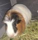 Abyssinian Guinea Pig Rodents
