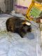 Abyssinian Guinea Pig Rodents for sale in Burlington, WI 53105, USA. price: NA