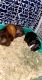 Abyssinian Guinea Pig Rodents for sale in 835 V I Ranch Rd, Bristol, TN 37620, USA. price: NA