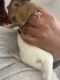 Abyssinian Guinea Pig Rodents for sale in Mesa, AZ 85203, USA. price: $25