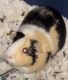 Abyssinian Guinea Pig Rodents for sale in Clermont, FL, USA. price: NA