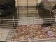 Abyssinian Guinea Pig Rodents for sale in Montgomery, AL, USA. price: $125