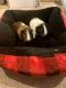 Abyssinian Guinea Pig Rodents for sale in Omaha, NE, USA. price: NA