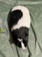Abyssinian Guinea Pig Rodents for sale in Birmingham, AL, USA. price: $5