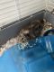 Abyssinian Guinea Pig Rodents for sale in Minot, ND, USA. price: $40