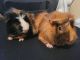Abyssinian Guinea Pig Rodents for sale in 2237 High Meadow Dr, Murfreesboro, TN 37129, USA. price: NA