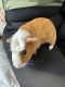 Abyssinian Guinea Pig Rodents for sale in Kyle, TX, USA. price: $500